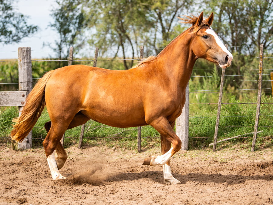 Lote Mañanera Polaca