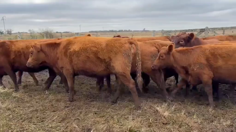 Lote 115 Vaquillonas C/ gtia de preñez