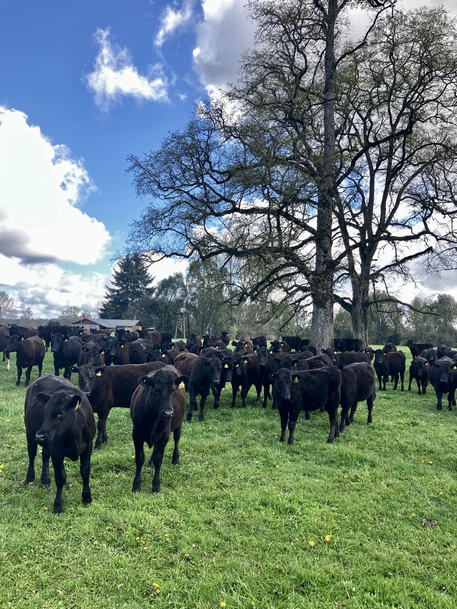 Lote 115 Vaquilla Engorda en Puyehue, X Región Los Lagos