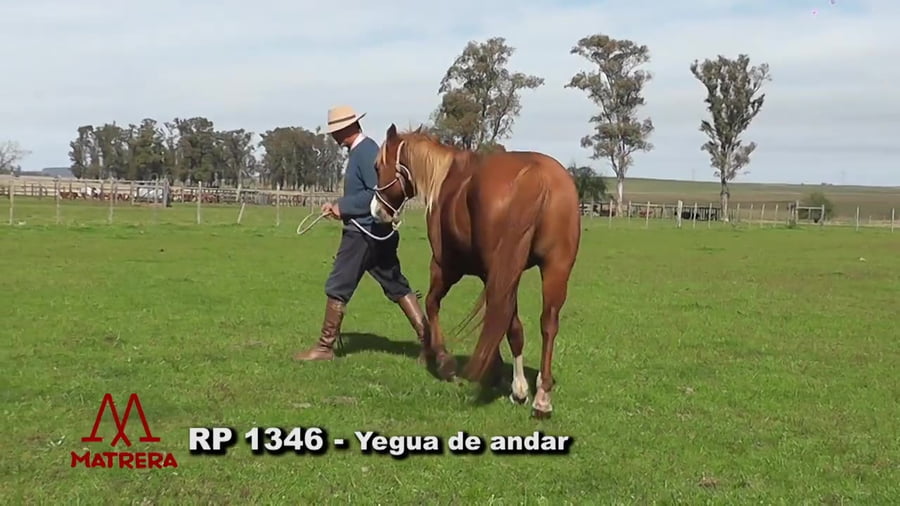 Lote Yegua de andar