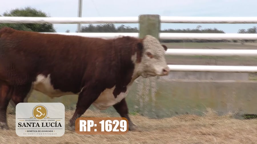 Lote Hereford