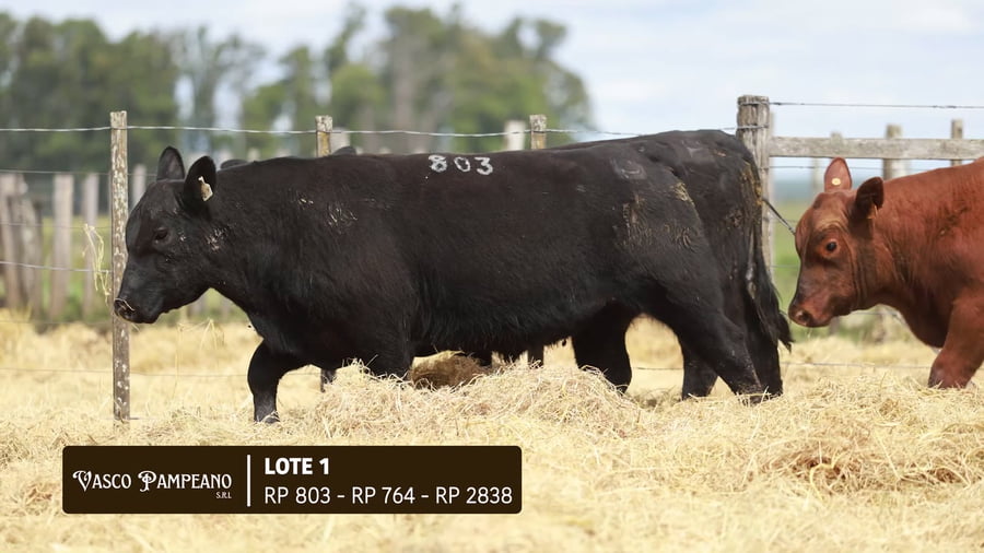 Lote TOROS PPI Y SA ABERDEEN ANGUS