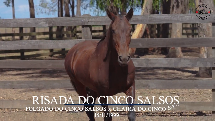 Lote Roisada Do Cinco Salsos