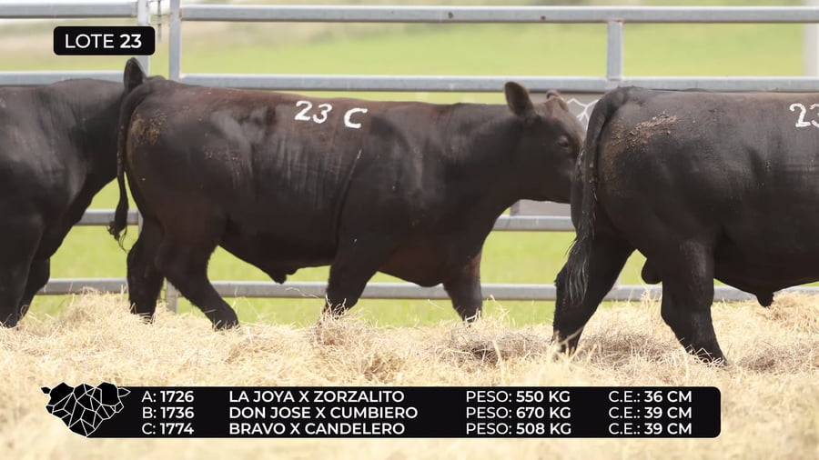Lote Lote 23