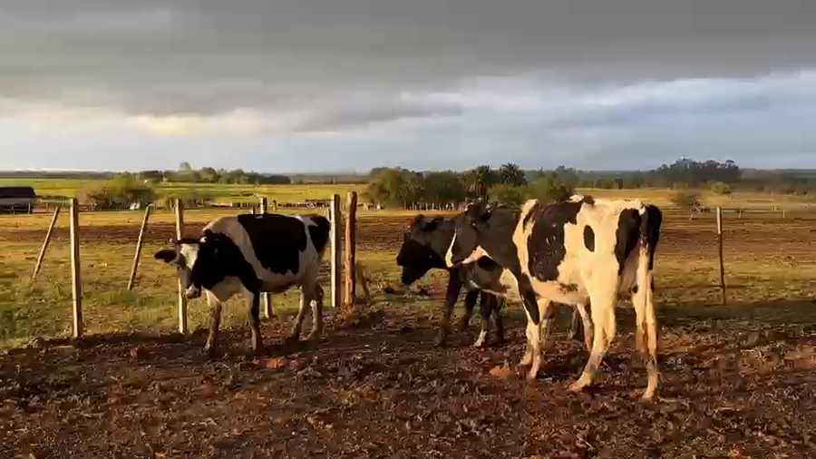 Lote 2 vacas y 2 vaquillonas