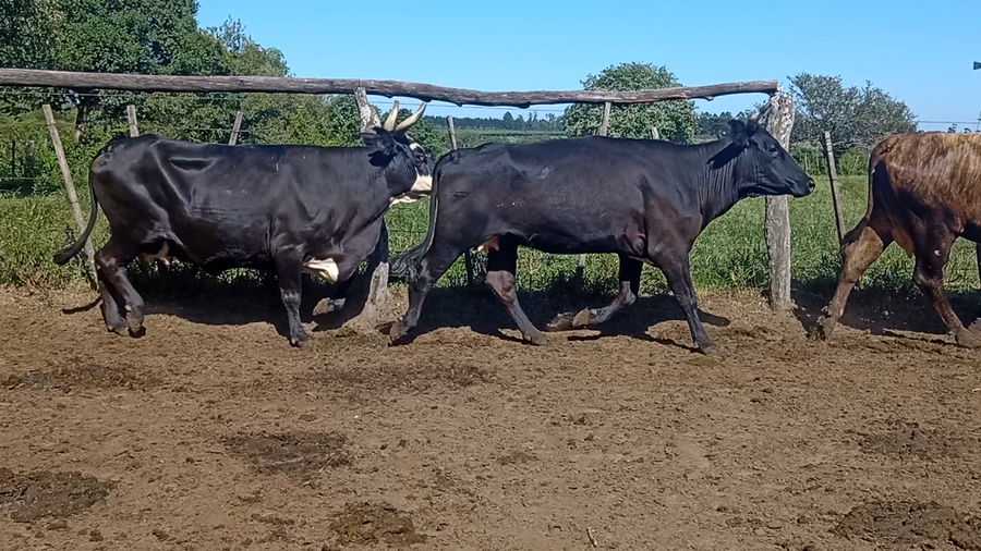 Lote 10 Vacas de invernar