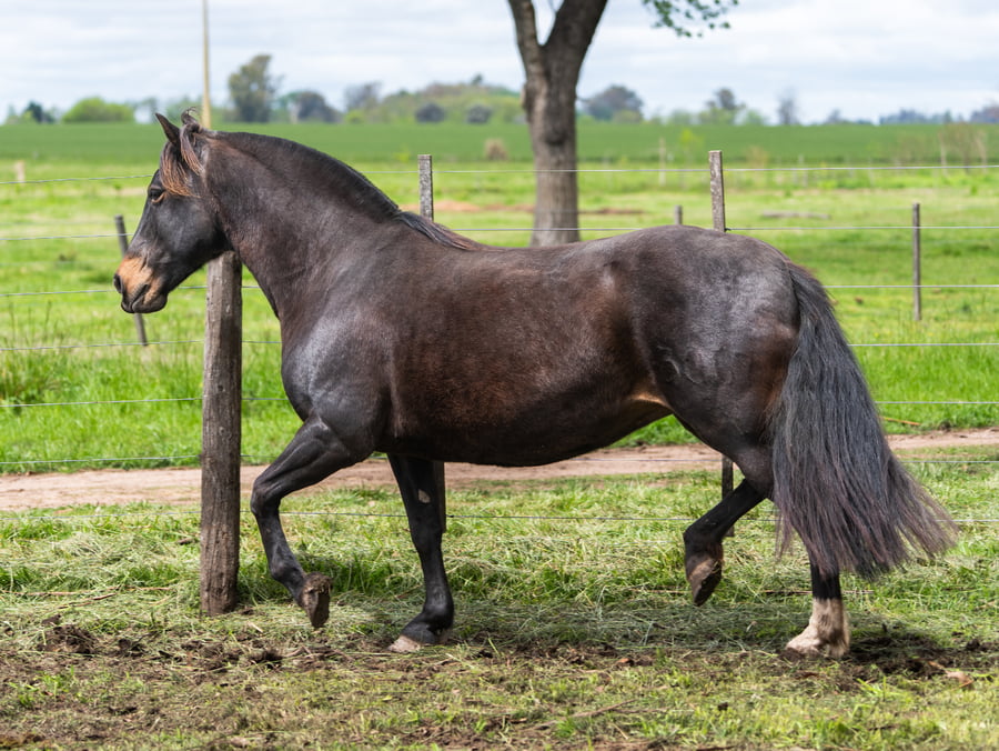 Lote Del Siete Humita