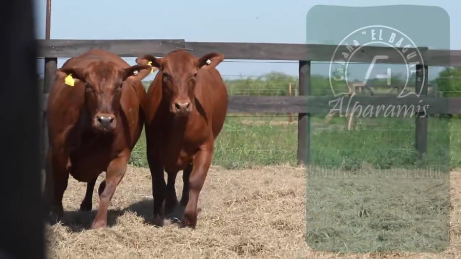 Lote Vaquillona con servicio