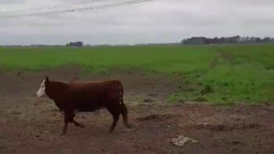 Lote 21 TERNS HEMBRAS, OLAVARRIA, PCIA. DE BS. AS.