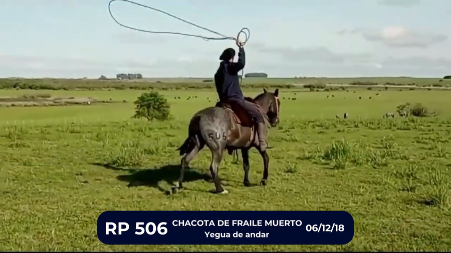 Lote CHACOTA DE FRAILE MUERTO