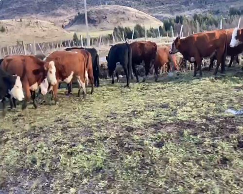 Lote 22 Vaca Preñada en XI Región Aysén, Coyhaique