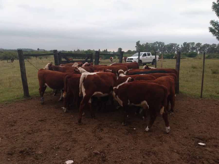 Lote SAENZ VALIENTE, BULLRICH Y Cia. S.A.