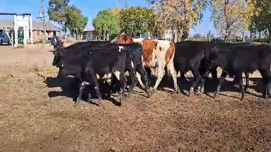 Lote 19 Novillos