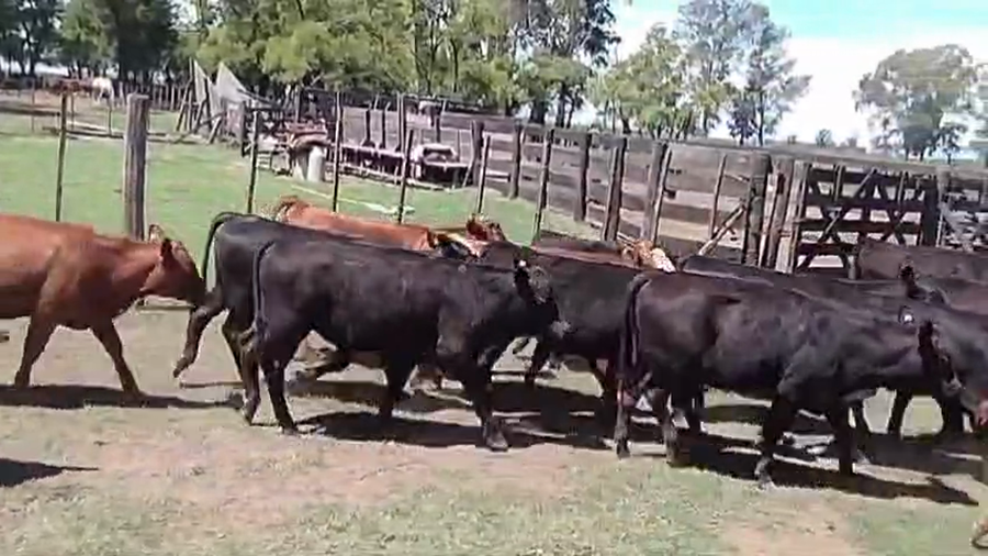 Lote 65 Terneros/as