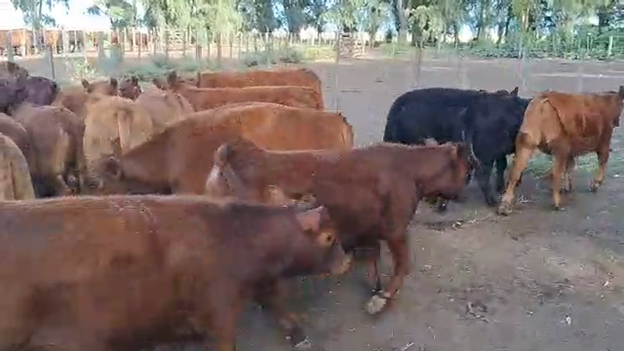 Lote 100 Terneras