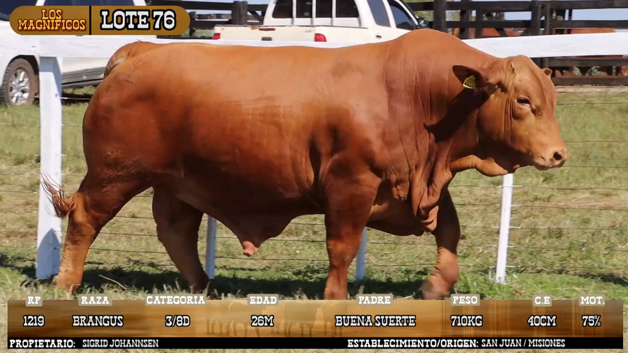 Lote LOTE 76 - VIVO