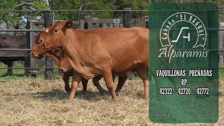 Lote Vaquillona preñada