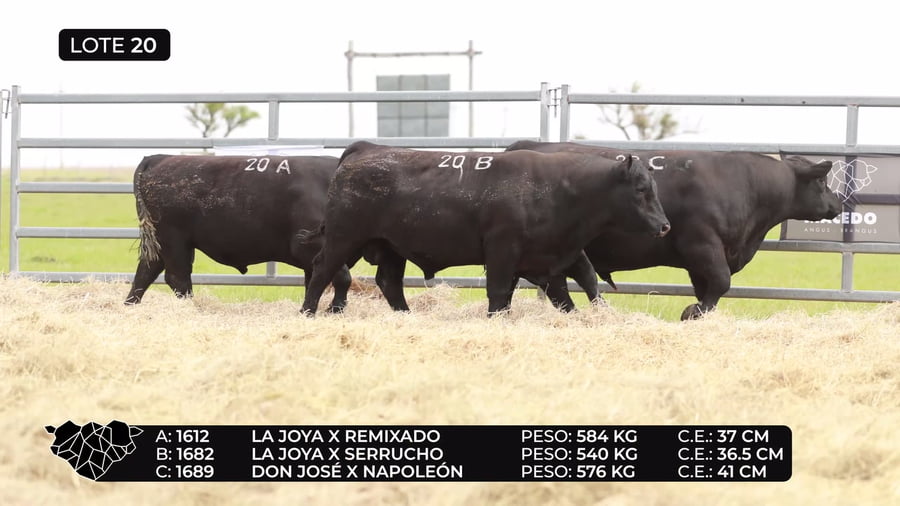 Lote Lote 20