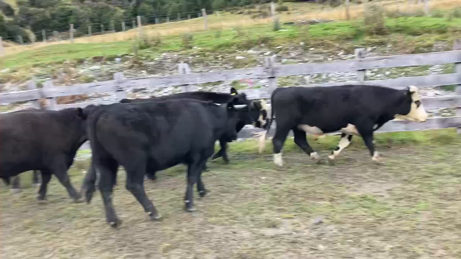 Lote 40 Novillo Engorda en Chile Chico, XI Región Aysén