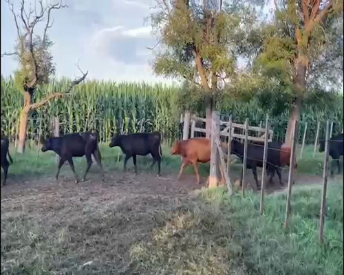 Lote Establecimiento El Macallan