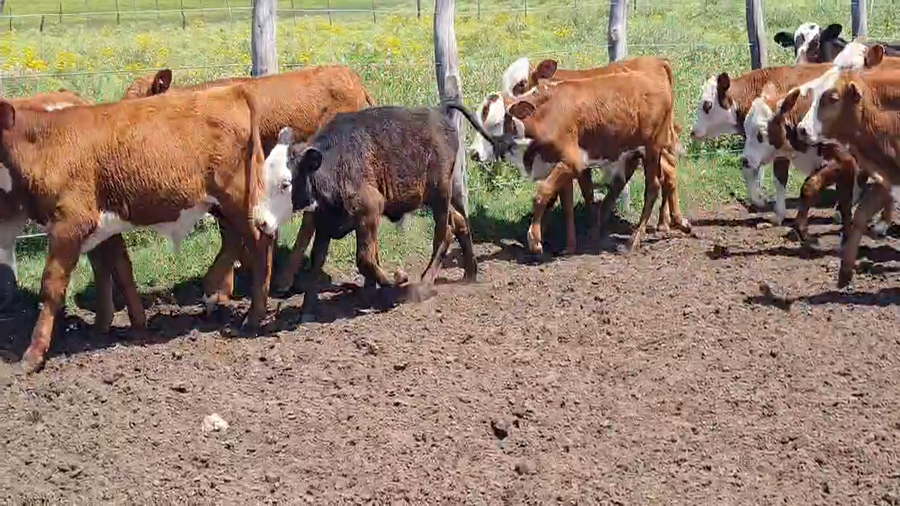 Lote 175 Terneros en Corrientes, Goya