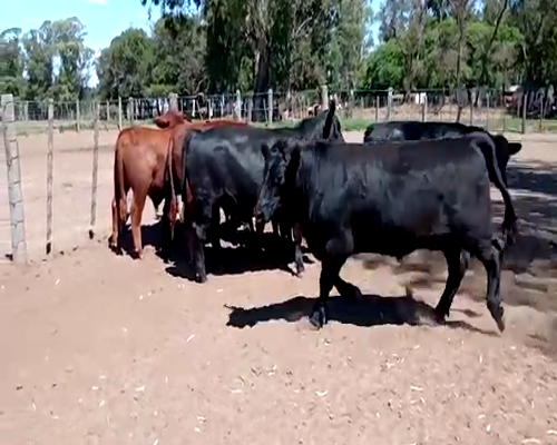 Lote (Vendido)7 Novillos a remate en Primer Remate Virtual, Córdoba