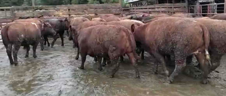 Lote 40 Vaquilla Gorda en Los Ángeles, VIII Región Biobío