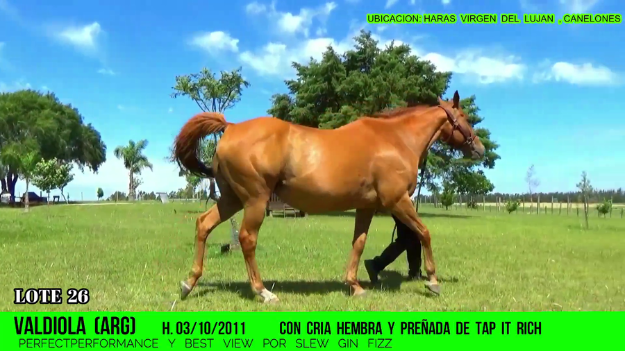 Lote VALDIOLA (ARG)