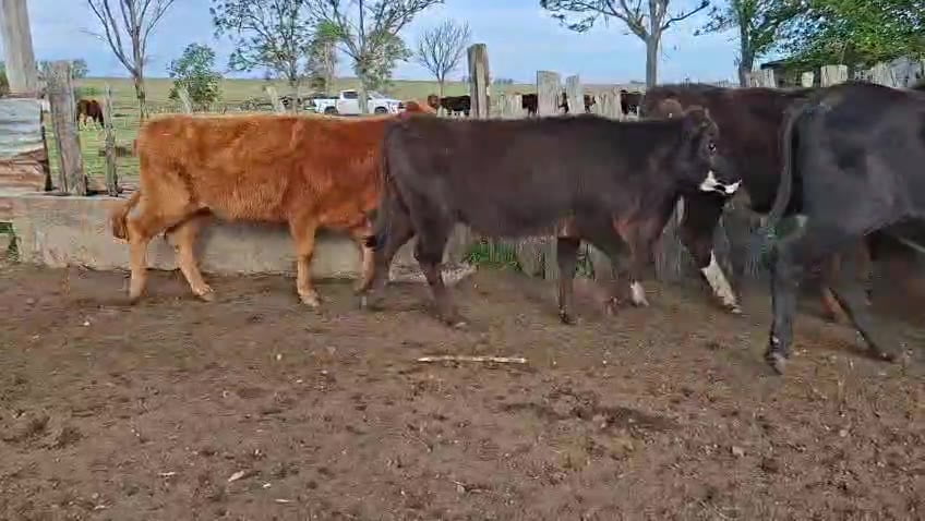 Lote VAQUILLONAS ENTORADAS