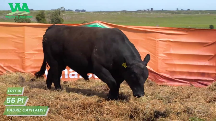 Lote Toro PC