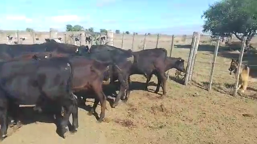 Lote 13 Terneros y Terneras Cr AA a remate en Pantalla Camy en Chamizo