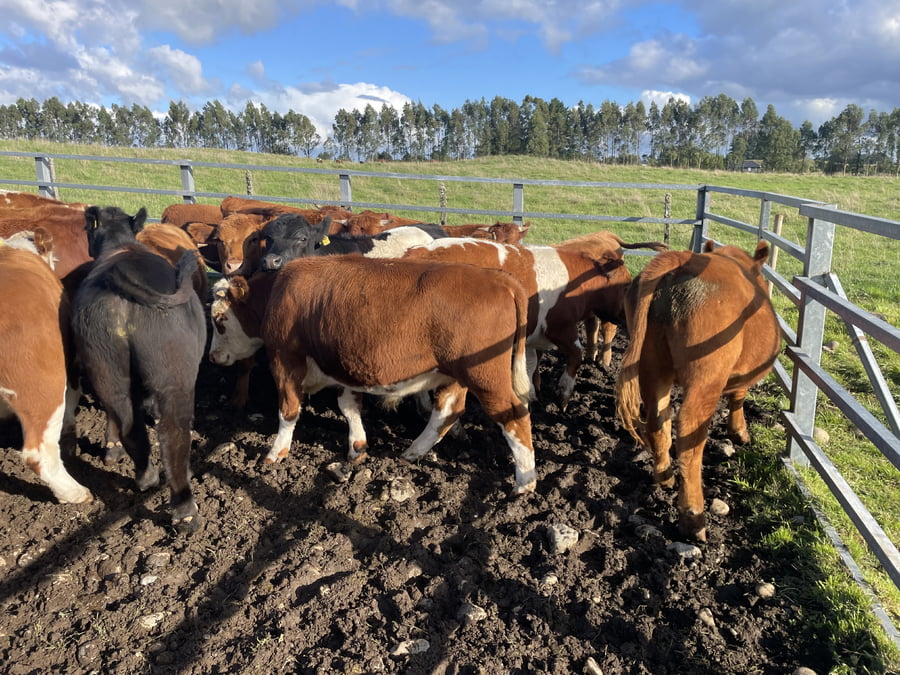 Lote 30 Novillo Engorda en Puerto Varas, X Región Los Lagos