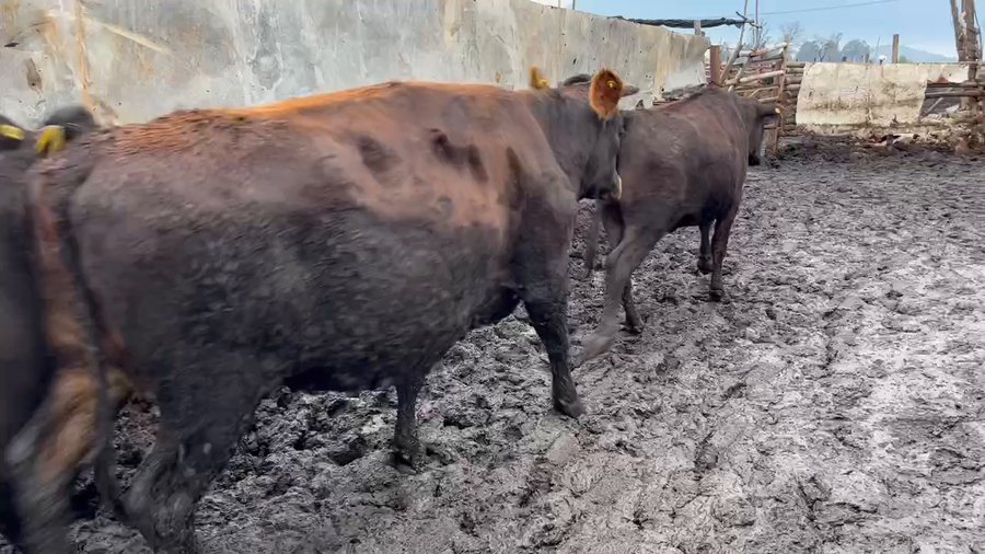 Lote 24 Vaquilla Gorda en Mostazal, VI Región O'Higgins