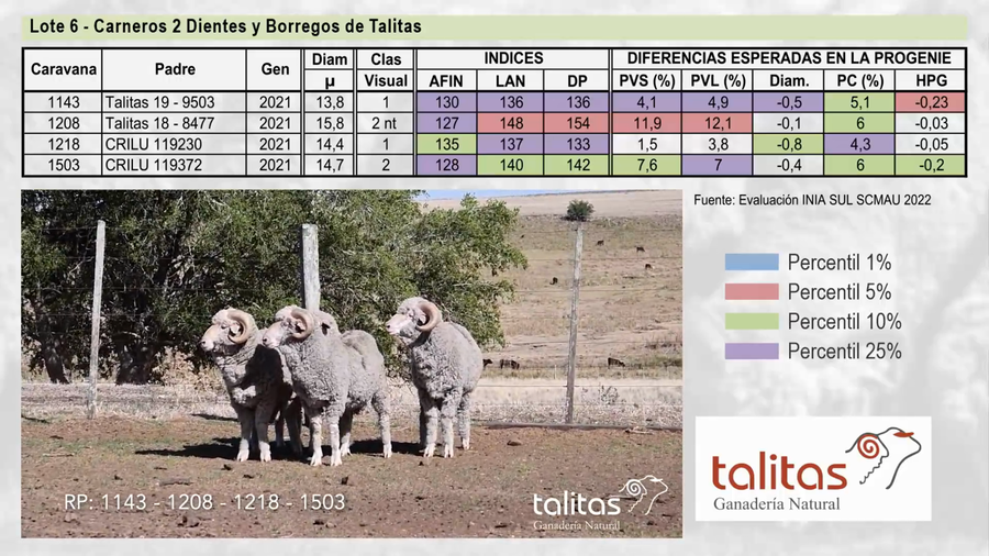 Lote Lote 6 - TALITAS