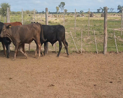 Lote 75 Novillitos en Tintina, Santiago del Estero