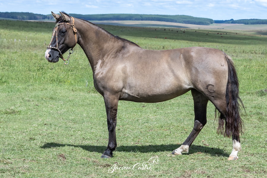 Lote Maleva De Los Recuerdos