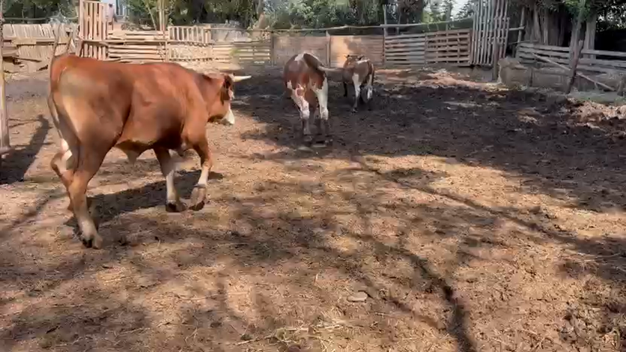 Lote 80 Novillo Engorda en Calle Larga, V  Región Valparaíso