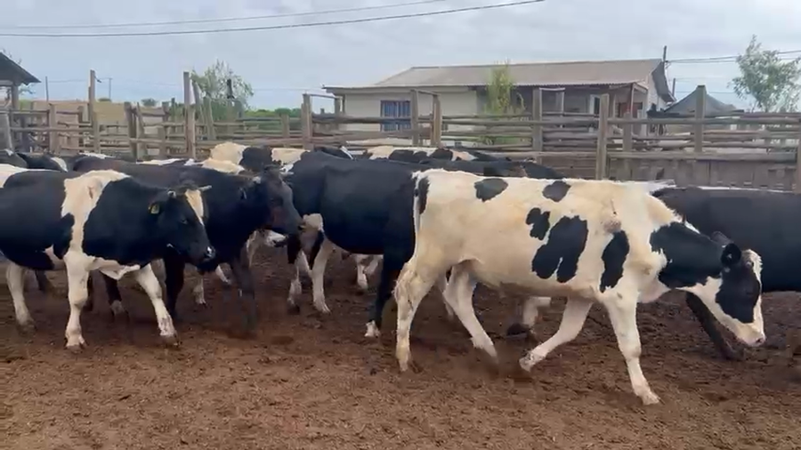 Lote 52 Novillo Engorda en Melipilla, Región Metropolitana