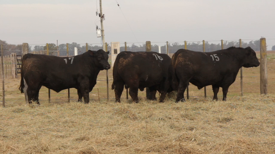 Lote TOROS PUROS DE PEDIGREE