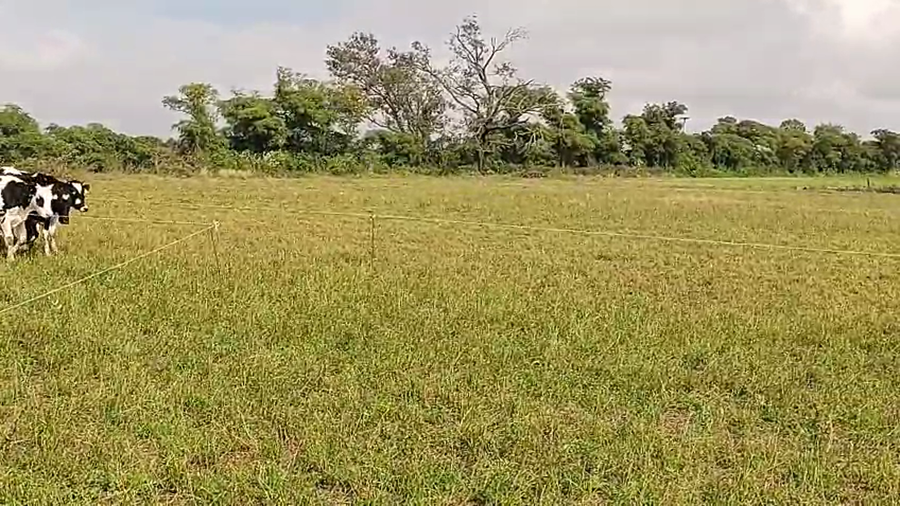 Lote 29 Terneras Holando Argentino en Col. Aldao, Santa Fe