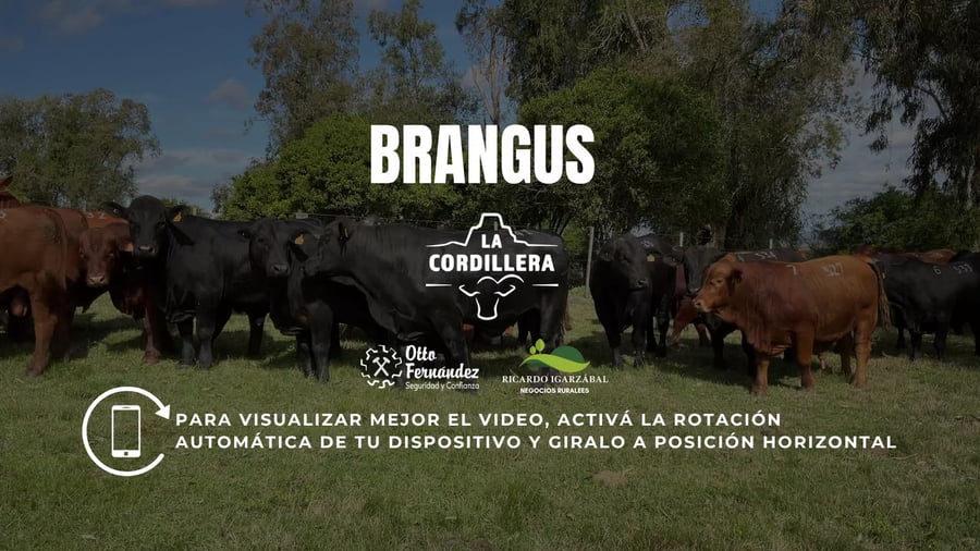 Lote Toros La cordillera