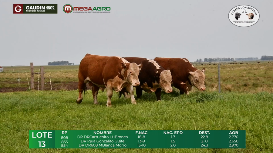 Lote LOTE 10    POLLED HEREFORD     2 años