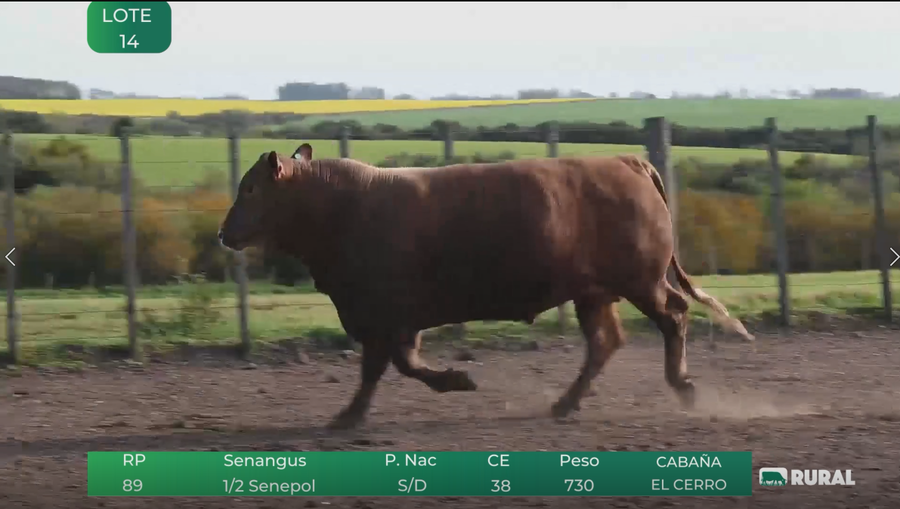 Lote Toros RP 109-89-122