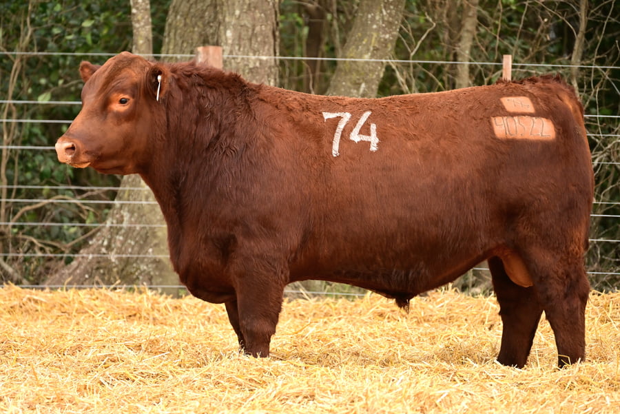 Lote TOROS ANGUS PC