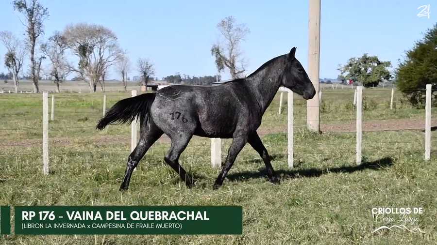 Lote VAINA DEL QUEBRACHAL