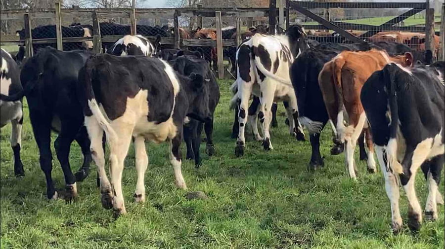 Lote 27 Vaquilla Engorda en Río Bueno, XIV Región Los Ríos