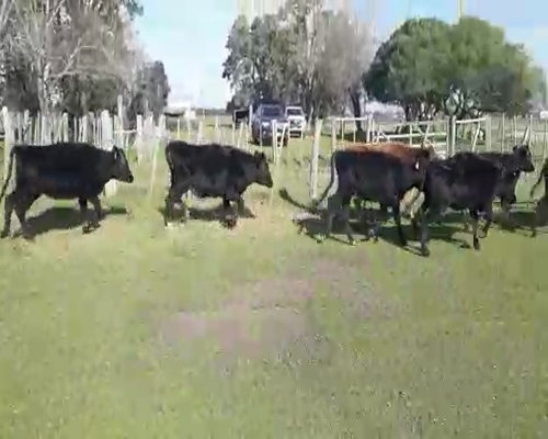 Lote 10 Terneras CRUZA ANGUS a remate en Pantalla Camy 140 - 150kg - , San José