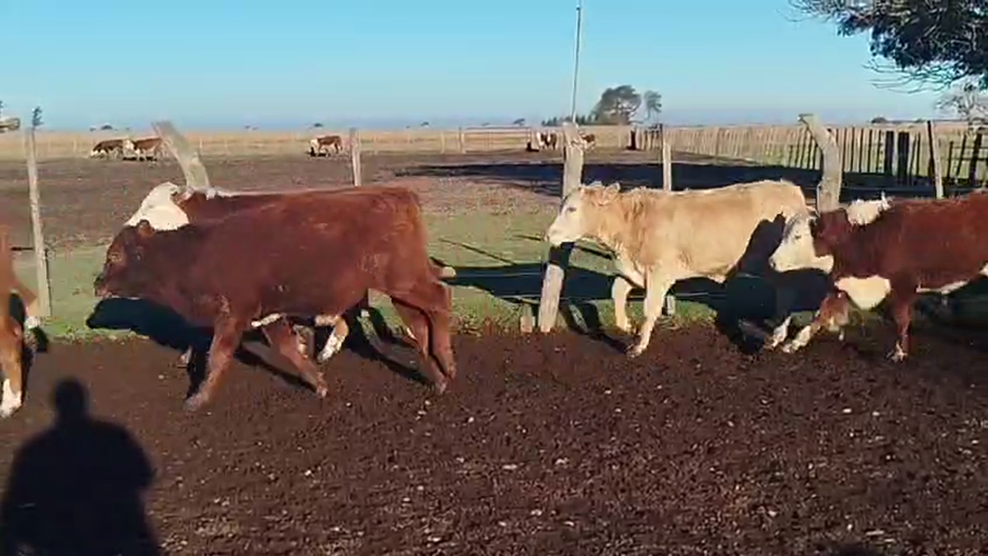 Lote 110 Terneros