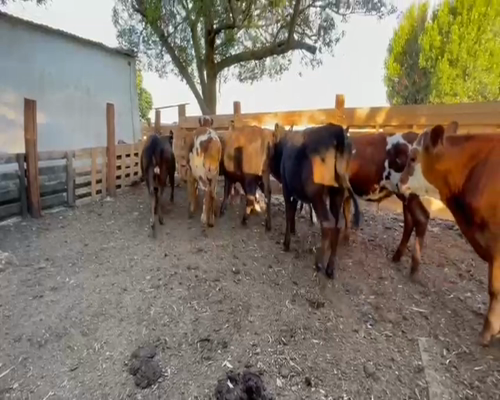 Lote (Vendido)8 Terneros y Terneras NOR Y CRUZA a remate en 2da Pantalla ENTRE MARTILLOS en CARRETON