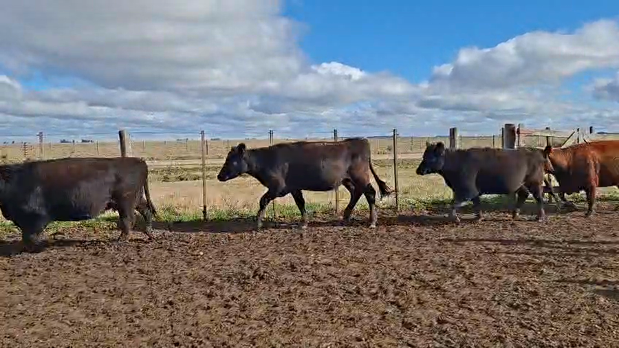 Lote 41 Vientres preñados en Buenos Aires, Tapalqué